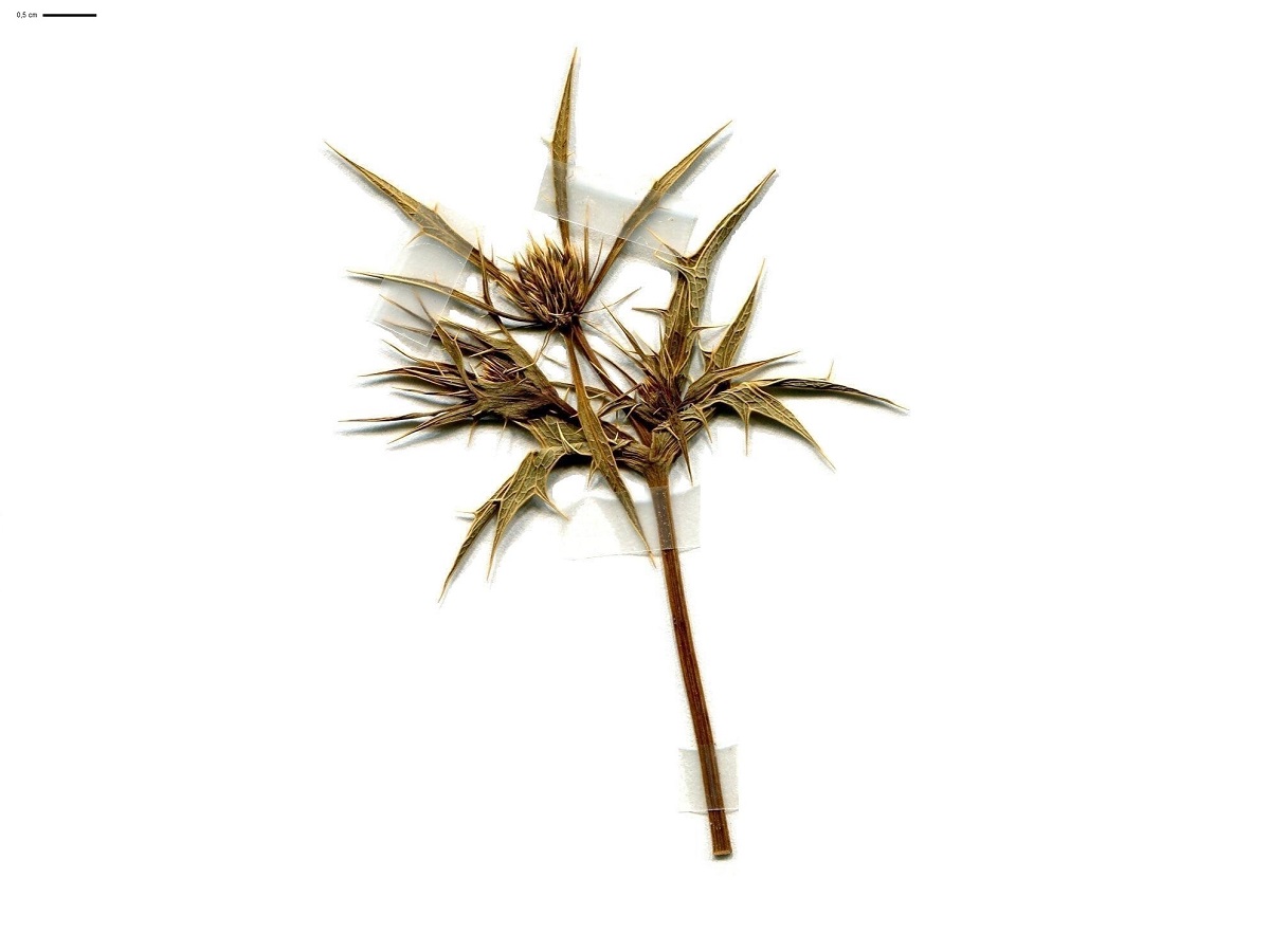 Eryngium campestre (Apiaceae)